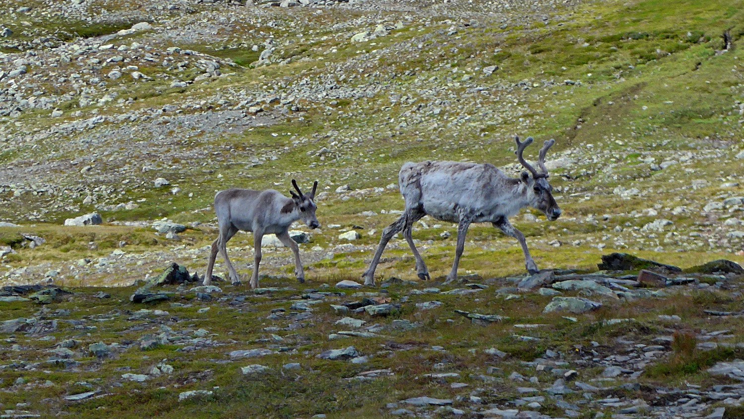 Reindeer in front of our tent